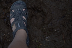 Canis lupus crassodon