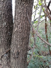 Condalia velutina