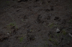 Canis lupus crassodon