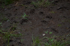 Canis lupus crassodon