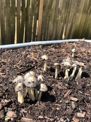 Coprinopsis annulopora