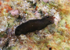Dendrodoris nigra