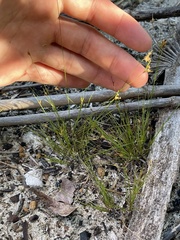 Bulbostylis ciliatifolia