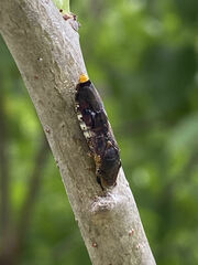 Homalodisca ichthyocephala