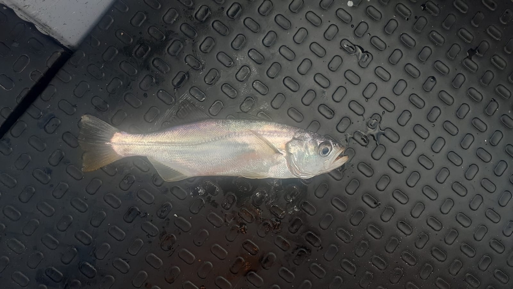 Bigtooth Corvina