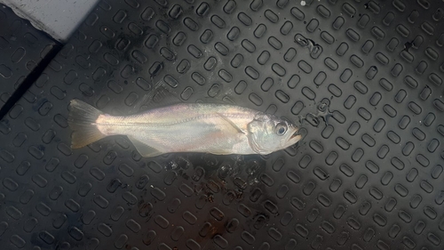 Grottand-ombervis (Isopisthus parvipinnis) — Sciaenidae