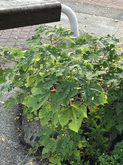 Broussonetia papyrifera