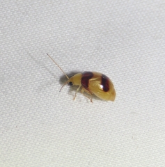 Monolepta bifasciata
