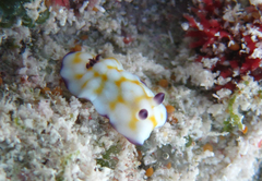 Goniobranchus vibratus