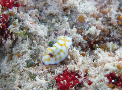 Goniobranchus vibratus