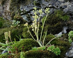 Cochlearia groenlandica
