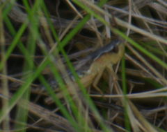 Pseudochorthippus curtipennis