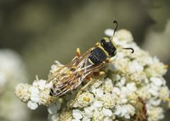 Philanthus ventilabris