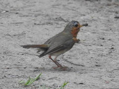 Erithacus rubecula rubecula