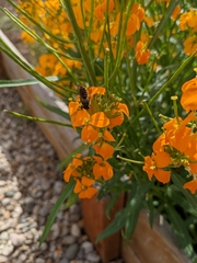 Erysimum × marshallii