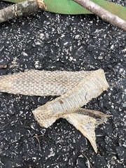 Coluber constrictor