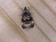 Endothenia oblongana