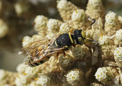 Philanthus ventilabris
