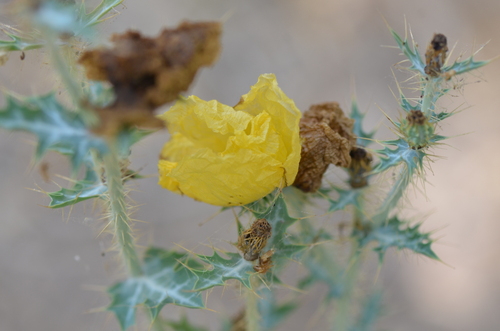 Image of Argemone aenea by no rights reserved