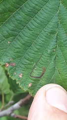 Bucculatrix cidarella