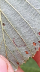 Bucculatrix cidarella