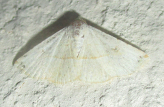 Eublemma gayneri