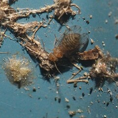 Ectopsocus meridionalis