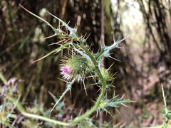 Cirsium ferum