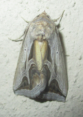 Cuneisigna rivulata