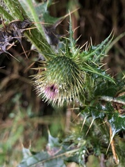 Cirsium ferum