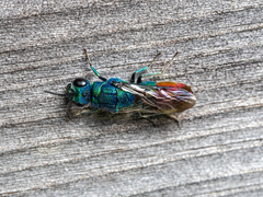 Chrysis fulgida