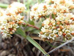 Crassula setulosa setulosa