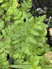 Cheilanthes capensis