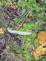 Ariolimax columbianus