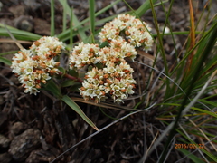 Crassula setulosa setulosa