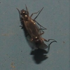 Metopininae
