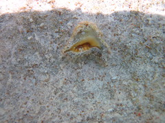 Drupina grossularia