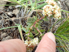 Crassula setulosa setulosa
