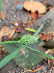 Phalaris canariensis