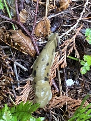 Ariolimax columbianus