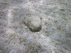 Drupina grossularia