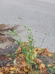 Phalaris canariensis