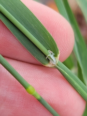 Phalaris canariensis