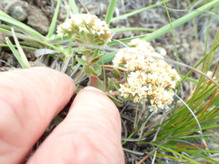 Crassula setulosa setulosa