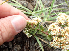 Crassula setulosa setulosa