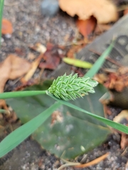 Phalaris canariensis