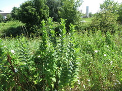 Asclepias syriaca