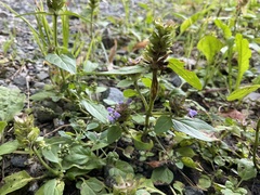 Prunella vulgaris vulgaris