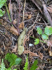 Ariolimax columbianus