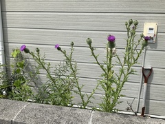 Cirsium vulgare
